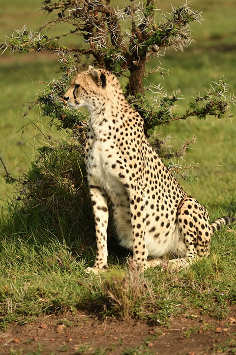 4-day Mara and Lake Nakuru safari Kenya